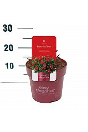 Rosa hybrid Paint The Town C3 Lit. 10-15 cm