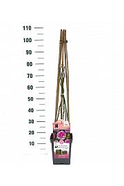 Rosa hybrid Ozeana C5 Lit. 40-60 cm Vzpenjava