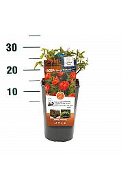 Rosa hybrid Orange Morsdag C3 Lit. 10-15 cm