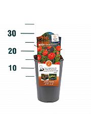 Rosa hybrid Orange Morsdag C3 Lit. 10-15 cm