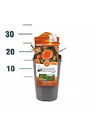 Rosa hybrid Orange Meilove C3 Lit. 10-15 cm