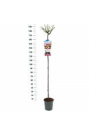 Rosa hybrid Open Arms C6 Lit. Na steblu 140 cm