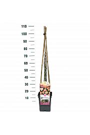 Rosa hybrid Open Arms C5 Lit. 40-60 cm Vzpenjava