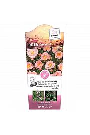 Rosa hybrid Open Arms C5 Lit. 40-60 cm Vzpenjava
