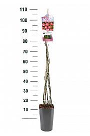 Rosa hybrid Open Arms C3 Lit. 50-60 cm Vzpenjava