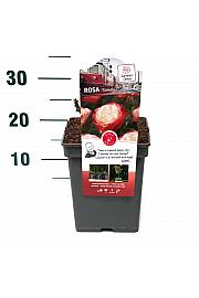 Rosa hybrid Nostalgie C5 Lit. 15-20 cm