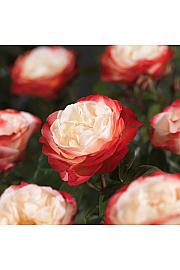 Rosa hybrid Nostalgie C3 Lit. 10-15 cm