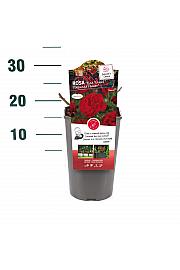 Rosa hybrid Nina Weibull C3 Lit. 10-15 cm