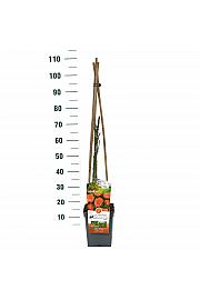 Rosa hybrid Newsflash C5 Lit. 40-60 cm Vzpenjava