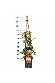 Rosa hybrid Newsflash C5 Lit. 40-60 cm Vzpenjava