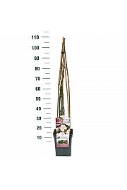 Rosa hybrid New Dawn C5 Lit. 40-60 cm Vzpenjava