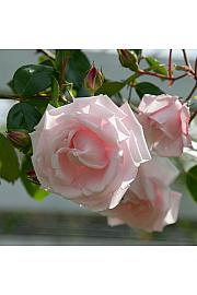 Rosa hybrid New Dawn C3 Lit. 50-60 cm Vzpenjava