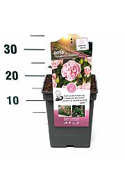 Rosa hybrid Natasha Richardson C5 Lit. 15-20 cm
