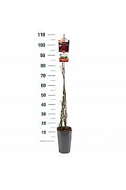 Rosa hybrid Nadia C3 Lit. 50-60 cm Vzpenjava