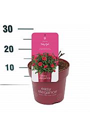 Rosa hybrid My Girl C3 Lit. 10-15 cm