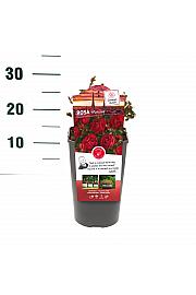 Rosa hybrid Morsdag C3 Lit. 10-15 cm