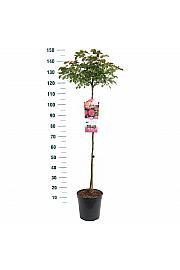 Rosa hybrid Moin Moin C6 Lit. Na steblu 90 cm