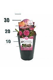 Rosa hybrid Moin Moin C3 Lit. 10-15 cm