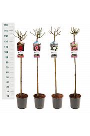 Rosa hybrid Mix Basic Collection C6 Lit. Na steblu 110 cm