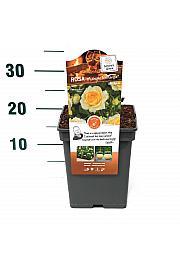 Rosa hybrid Midnight Romanza C5 Lit. 15-20 cm