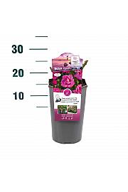 Rosa hybrid Mendoza C3 Lit. 10-15 cm