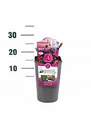 Rosa hybrid Mendoza C3 Lit. 10-15 cm