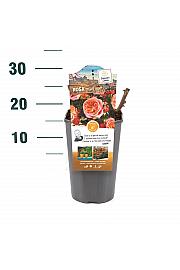 Rosa hybrid Marie Ann C3 Lit. 10-15 cm