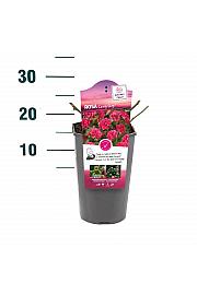 Rosa hybrid Lovely Fairy C3 Lit. 10-15 cm