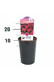 Rosa hybrid Lovely Fairy C2 Lit. 5-10 cm