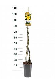 Rosa hybrid Lichtkönigin Lucia C3 Lit. 50-60 cm Vzpenjava