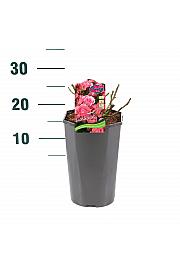 Rosa hybrid Lichtblick C3 Lit. 10-15 cm