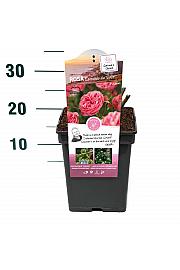 Rosa hybrid Leonardo da Vinci C5 Lit. 15-20 cm