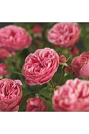 Rosa hybrid Leonardo da Vinci C3 Lit. 10-15 cm