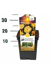 Rosa hybrid Lampion C5 Lit. 15-20 cm