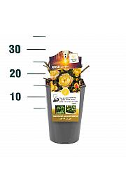 Rosa hybrid Lampion C3 Lit. 10-15 cm