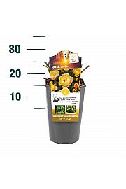 Rosa hybrid Lampion C3 Lit. 10-15 cm