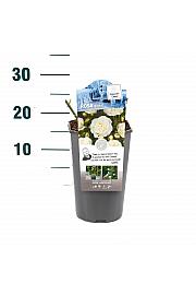 Rosa hybrid Kristal C3 Lit. 10-15 cm