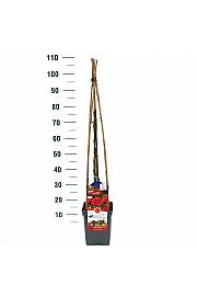Rosa hybrid Jive Courtyard® C5 Lit. 40-60 cm Vzpenjava