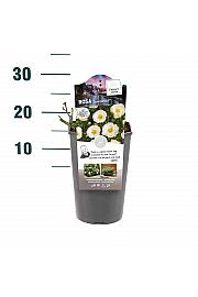 Rosa hybrid Innocencia C3 Lit. 10-15 cm