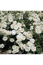 Rosa hybrid Iceberg C3 Lit. 50-60 cm Vzpenjava