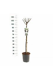 Rosa hybrid Helga C6 Lit. Na steblu 90 cm