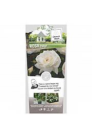 Rosa hybrid Helga C6 Lit. Na steblu 110 cm