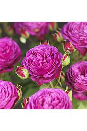 Rosa hybrid Heidi Klum C3 Lit. 10-15 cm