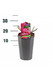 Rosa hybrid Heidetraum C3 Lit. 10-15 cm