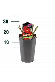 Rosa hybrid Heidefeuer C3 Lit. 10-15 cm