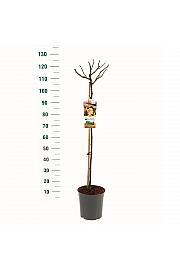 Rosa hybrid Hansestadt Rostock C5 Lit. Na steblu 90 cm