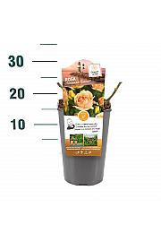 Rosa hybrid Hansestadt Rostock C3 Lit. 10-15 cm