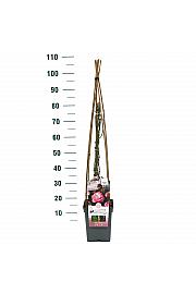 Rosa hybrid Handel C5 Lit. 40-60 cm Vzpenjava
