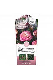 Rosa hybrid Händel C3 Lit. 50-60 cm Vzpenjava