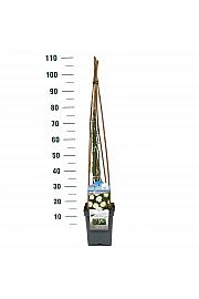 Rosa hybrid Guirlande d Amour C5 Lit. 40-60 cm Vzpenjava